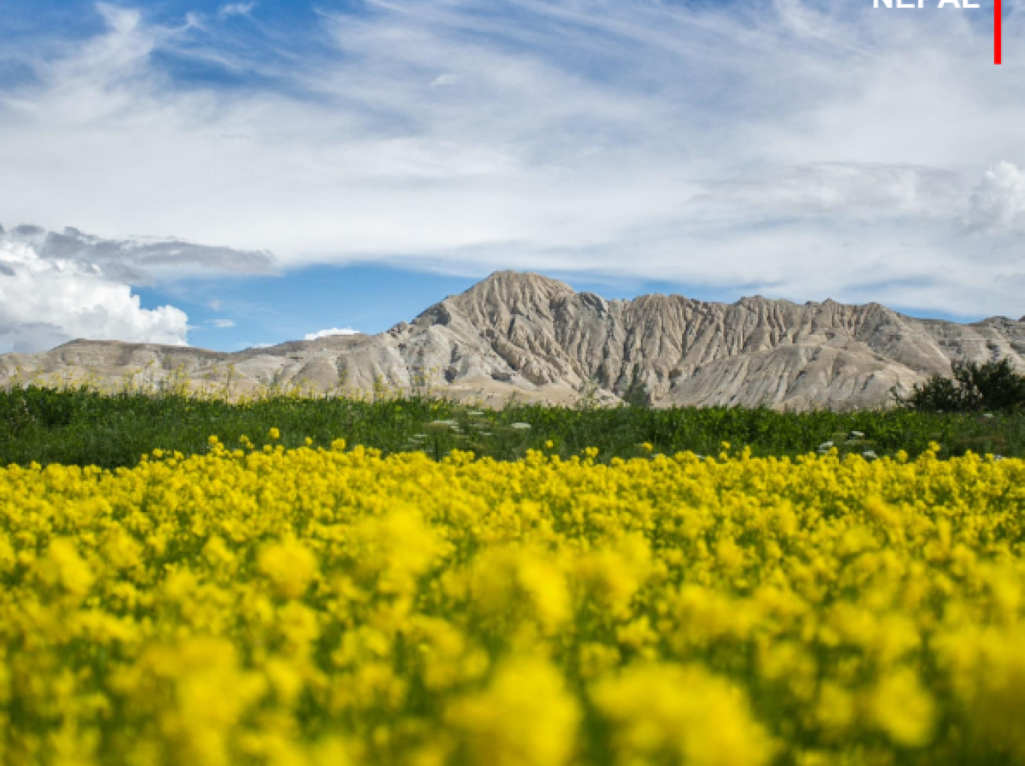 A field of yellow flowers with a gray mountain cutting across the middle of the image and a blue sky with white clouds above the mountain. The UN logo and an SDG logo reading "Decade of Action" appears in the top left corner. In the top right corner the title reads  "2021 UN Country Annual Results Nepal". In the bottom right corner it says "March 2022".