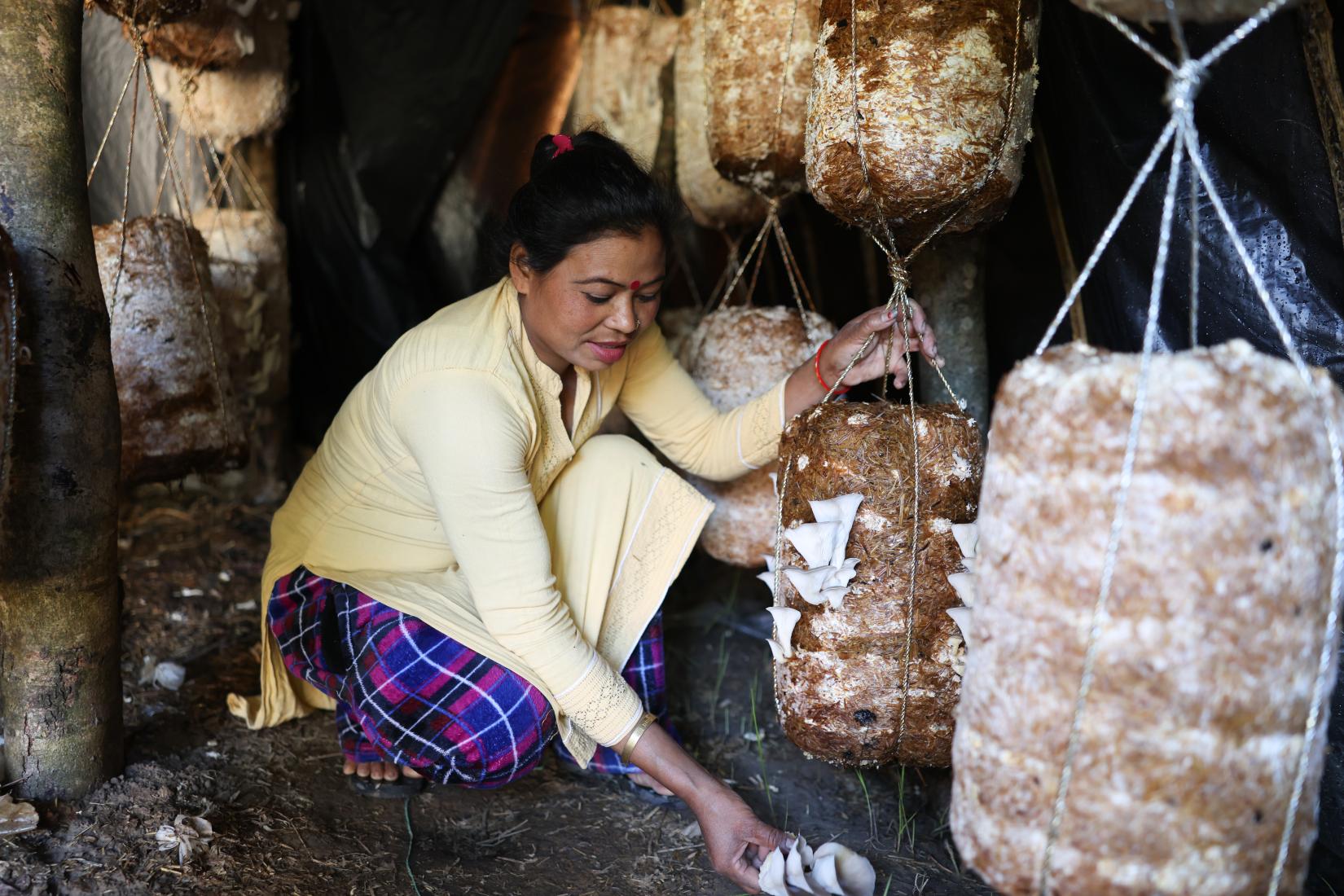 A woman is harvesting mushrooms from a mushroom hive.