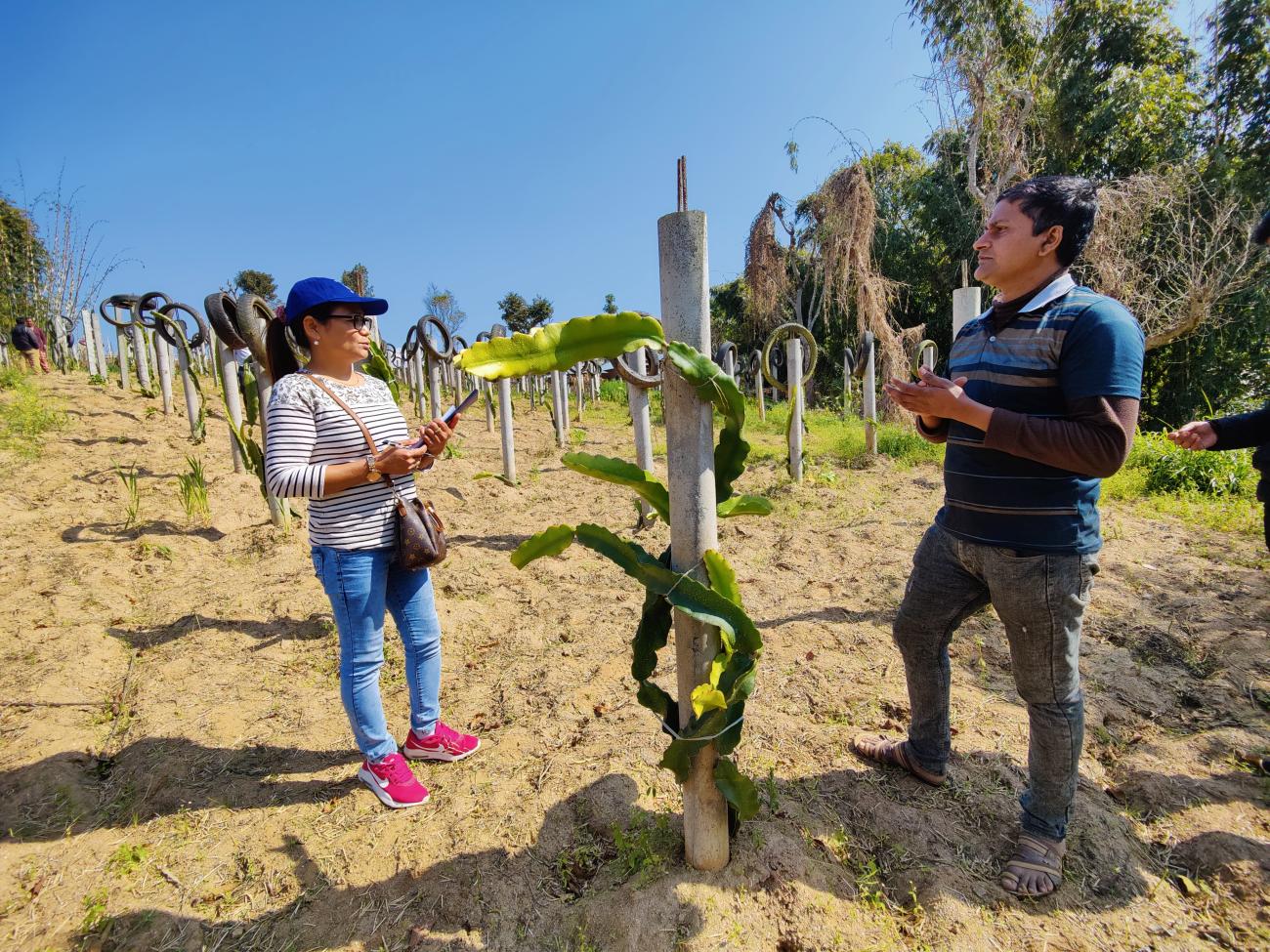 A woman with a blue caps, white and blue striped t-shirt, jeans and bright pink running shoes, and a man, wearing jeans and a striped jumper, stand facing each other in a field. Between them is a dragon fruit plant, growing around a white support pole.