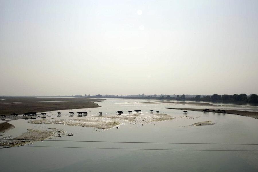 A herd of buffalo crossing the mighty Rapti river–the river is both a blessing and a curse.