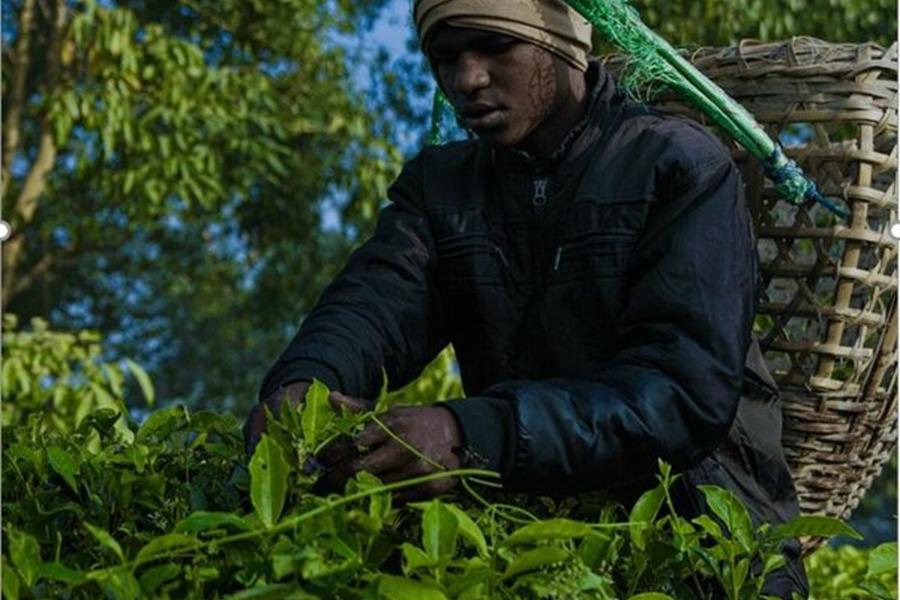 A boy wearing a navy blue jacket carries a straw basket on his head with green plastic rope, and picks from the green tea plants around him.